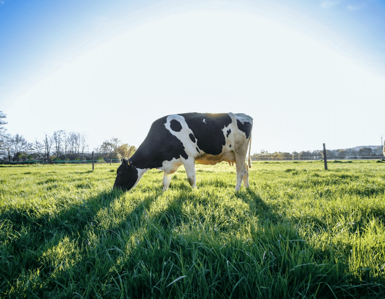 Vaca